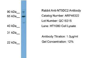 WB Suggested Anti-NT5DC2  Antibody Titration: 0. (NT5DC2 anticorps  (N-Term))