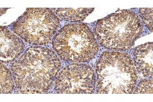 Detection of HSPA5 in Mouse Testis Tissue using Monoclonal Antibody to Heat Shock 70 kDa Protein 5 (HSPA5)