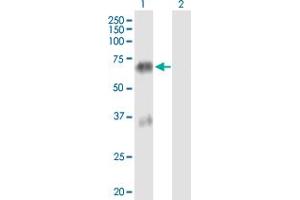 Western Blot analysis of TGM4 expression in transfected 293T cell line by TGM4 MaxPab polyclonal antibody. (TGM4 anticorps  (AA 1-684))