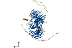 AlphaFold protein structure predicition of Human Recombinant WDR36 Protein, UniprotID Q8NI36