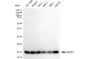 Western blotting analysis using AP2S1 antibody (ABIN7797510). (Recombinant AP2S1 anticorps)