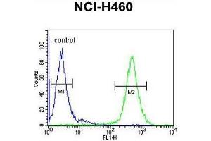 anti-Acyl-CoA Dehydrogenase Family, Member 10 (ACAD10) (AA 396-425), (Middle Region) antibody