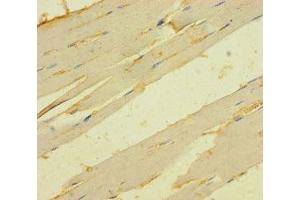 Immunohistochemistry of paraffin-embedded human skeletal muscle tissue using ABIN7173277 at dilution of 1:100 (TMEM82 anticorps  (AA 168-202))