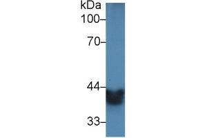 Western Blot; Sample: Mouse Small intestine lysate; Primary Ab: 2µg/ml Rabbit Anti-Mouse ADH1 Antibody Second Ab: 0. (ADH1 anticorps  (AA 25-228))