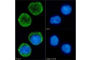 Immunofluorescence staining of fixed Daudi cells with anti-CD10 antibody FR4D11.