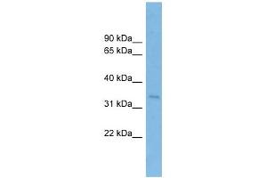 SSR1 antibody used at 1 ug/ml to detect target protein. (SSR1 anticorps  (Middle Region))