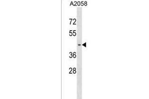 PNA Antibody (N-term) (ABIN1539448 and ABIN2850280) western blot analysis in  cell line lysates (35 μg/lane).