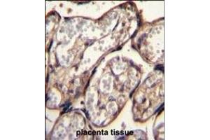 IGF2 Antibody (Center R54) (ABIN650616 and ABIN2844786) immunohistochemistry analysis in formalin fixed and paraffin embedded human placenta tissue followed by peroxidase conjugation of the secondary antibody and DAB staining.