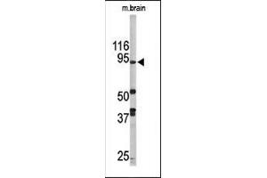 Western blot analysis of anti-LSD1 Pab (ABIN388021 and ABIN2845463) in mouse brain tissue lysate (35 μg/lane). (LSD1 anticorps  (N-Term))
