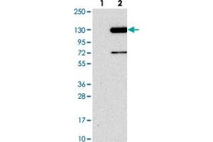 Western blot analysis of Lane 1: Negative control (vector only transfected HEK293T lysate). (FAM186B anticorps)