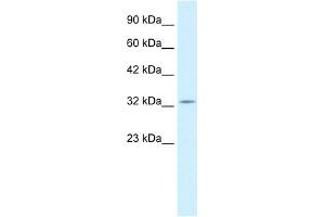 WB Suggested Anti-PAX9 Antibody Titration:  0.