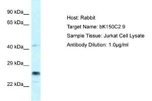 Host: Rabbit Target Name: bK150C2. (bK150C2.9 (C-Term) anticorps)