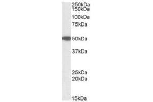Antibody (1µg/ml) staining of Human Pancreas lysate (35µg protein in RIPA buffer). (MON1A anticorps  (Internal Region))
