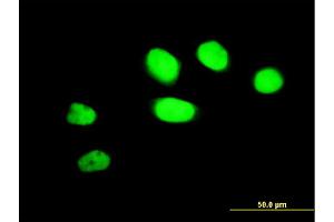 Immunofluorescence of monoclonal antibody to ZNF207 on HeLa cell.