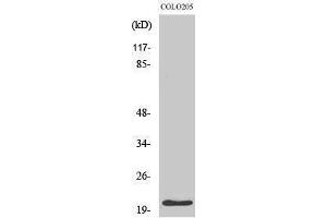 Western Blotting (WB) image for anti-Cyclin-Dependent Kinase Inhibitor 1A (p21, Cip1) (CDKN1A) (Ser232) antibody (ABIN3176705) (p21 anticorps  (Ser232))