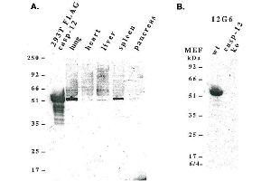 Western blot analysis using anti-caspase-12 (mouse), mAb (12G6)  detecting, A) endogenous caspase-12 in mouse lung, liver, spleen and pancreas, and B) pro-caspase-12 in mouse MEF’s. (Caspase 12 anticorps  (AA 183-205))