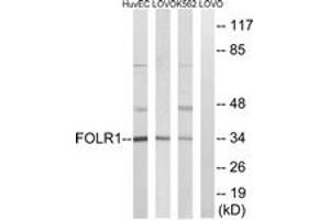 Western blot analysis of extracts from K562/LOVO/HuvEc cells, using FOLR1 Antibody. (FOLR1 anticorps  (AA 41-90))