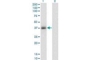 Western Blot analysis of GPD1 expression in transfected 293T cell line by GPD1 monoclonal antibody (M01), clone 3C10-1C4.
