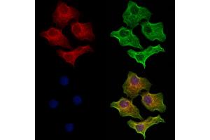 ABIN6264455 and ABIN6273151 staining Hela cells by IF/ICC. (Peroxiredoxin 5 anticorps  (C-Term))