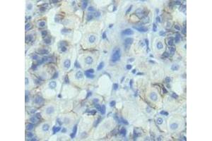 IHC-P analysis of Rat Tissue, with DAB staining. (LCT anticorps  (AA 33-291))