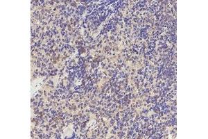 Immunohistochemical analysis of paraffin-embedded Rat-spleen tissue.