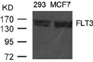 Image no. 1 for anti-Fms-Related tyrosine Kinase 3 (FLT3) (AA 589-593) antibody (ABIN401557) (FLT3 anticorps  (AA 589-593))