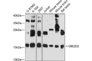 Western blot analysis of extracts of various cell lines, using UBE2D2 antibody (ABIN6130768, ABIN6149789, ABIN6149790 and ABIN6214999) at 1:1000 dilution. (UBE2D2 anticorps  (AA 1-147))