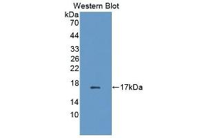 Detection of Recombinant FABP2, Cattle using Polyclonal Antibody to Fatty Acid Binding Protein 2, Intestinal (FABP2) (FABP2 anticorps  (AA 2-128))