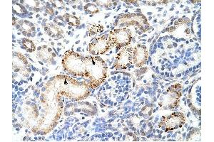 HNRPK antibody was used for immunohistochemistry at a concentration of 4-8 ug/ml to stain Epithelial cells of renal tubule (arrows) in Human Kidney.
