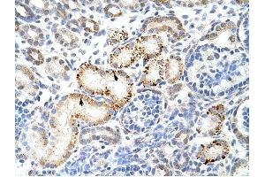 HNRPK antibody was used for immunohistochemistry at a concentration of 4-8 ug/ml to stain Epithelial cells of renal tubule (arrows) in Human Kidney.
