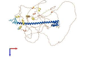 AlphaFold protein structure predicition of Human Recombinant NFE2L3 Protein, UniprotID Q9Y4A8