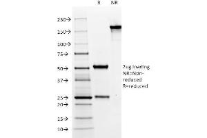 SDS-PAGE Analysis Purified MUC6 Mouse Monoclonal Antibody (CLH5).