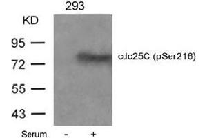 Image no. 3 for anti-Cell Division Cycle 25 Homolog C (S. Pombe) (CDC25C) (pSer216) antibody (ABIN196818) (CDC25C anticorps  (pSer216))