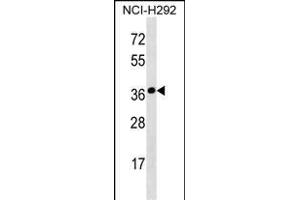 SYNPR Antibody (C-term) (ABIN1536817 and ABIN2850294) western blot analysis in NCI- cell line lysates (35 μg/lane). (Synaptoporin anticorps  (C-Term))