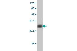 Western Blot detection against Immunogen (37.