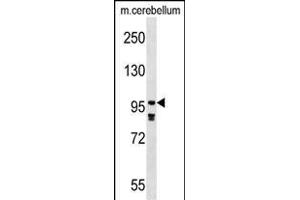 PDE4A Antibody (N-term) (ABIN1539298 and ABIN2848820) western blot analysis in mouse cerebellum tissue lysates (35 μg/lane). (PDE4A anticorps  (N-Term))