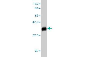 Western Blot detection against Immunogen (37.