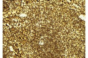 ABIN6274973 at 1/100 staining Mouse spleen tissue by IHC-P.