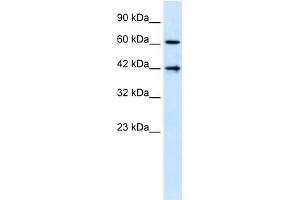 CFLAR antibody (20R-1283) used at 0. (FLIP anticorps  (N-Term))