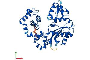 AlphaFold protein structure predicition of Human Recombinant POLB Protein, UniprotID P06746