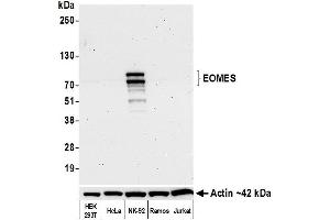 Western Blotting (WB) image for anti-Eomesodermin (EOMES) (AA 125-175) antibody (ABIN7455149)