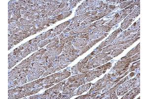 IHC-P Image UQCRC1 antibody [N1N3] detects UQCRC1 protein at mitochondria on mouse heart by immunohistochemical analysis. (UQCRC1 anticorps)