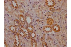 IHC image of ABIN7162877 diluted at 1:200 and staining in paraffin-embedded human kidney tissue performed on a Leica BondTM system. (PCNT anticorps  (AA 250-600))