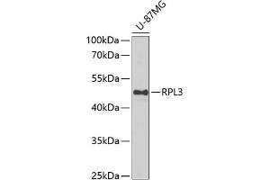 Western blot analysis of extracts of U-87MG cells, using RPL3 antibody (ABIN6128684, ABIN6147132, ABIN6147134 and ABIN6222730) at 1:1000 dilution. (RPL3 anticorps  (AA 1-260))