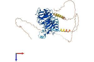AlphaFold protein structure predicition of Mouse Recombinant Dcaf8 Protein, UniprotID Q8N7N5