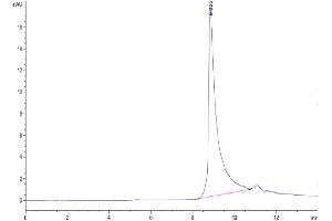The purity of Human APRIL Trimer is greater than 95 % as determined by SEC-HPLC.
