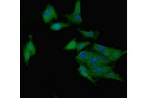 Immunofluorescent analysis of Hela cells using ABIN7167807 at dilution of 1:100 and Alexa Fluor 488-congugated AffiniPure Goat Anti-Rabbit IgG(H+L) (Chemerin anticorps  (AA 21-157))