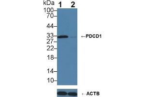 Knockout Varification: Lane 1: Wild-type Jurkat cell lysate; Lane 2: PDCD1 knockout Jurkat cell lysate; Predicted MW: 32kDa Observed MW: 32kDa Primary Ab: 3µg/ml Rabbit Anti-Human PDCD1 Antibody Second Ab: 0. (PD-1 anticorps  (AA 41-132))