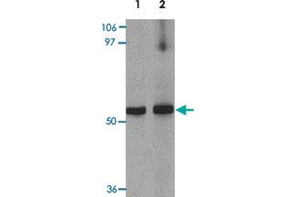 GCOM1 anticorps  (C-Term)
