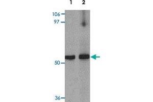 Western blot analysis of MYOZAP in rat kidney tissue lysate with GCOM1 polyclonal antibody  at 1 ug/mL (lane 1) and 2 ug/mL (lane 2). (GCOM1 anticorps  (C-Term))